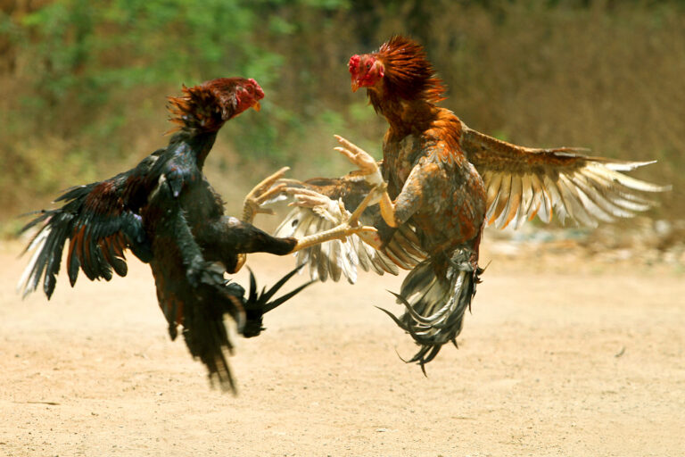 Thai ladies make millions in the cockfighting industry.