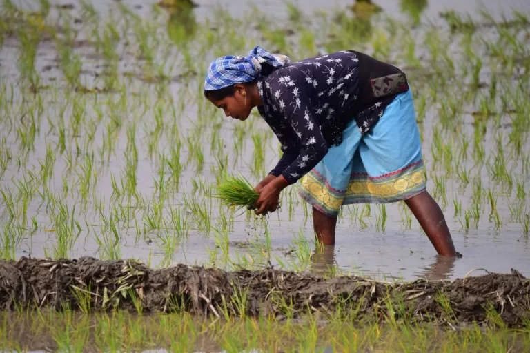 India’s Rice Export Ban Sends Shockwaves Through International Food Market